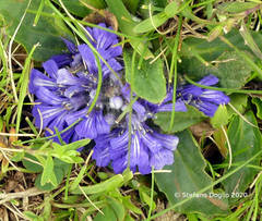 Ajuga tenorei