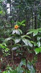 Pittosporum rubiginosum