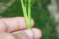 Ptilimnium