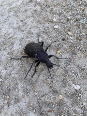 Carabus scabrosus