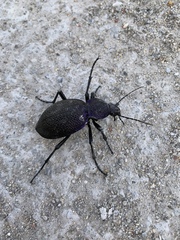 Carabus scabrosus