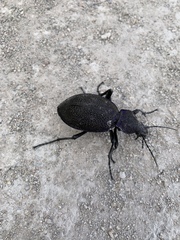 Carabus scabrosus