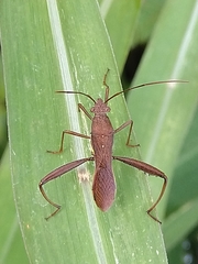 Riptortus linearis