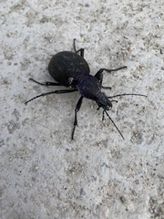 Carabus scabrosus