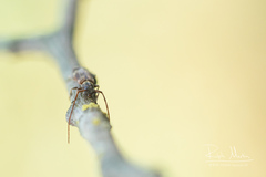 Exocentrus lusitanus