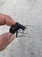 Carabus scabrosus