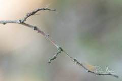 Exocentrus lusitanus