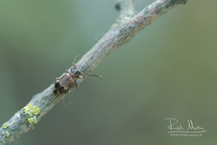 Exocentrus lusitanus