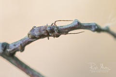 Exocentrus lusitanus