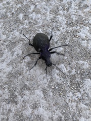 Carabus scabrosus