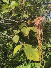 Strophanthus eminii