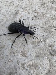 Carabus scabrosus