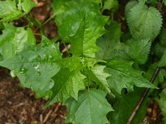 Chenopodiastrum hybridum