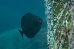 Prionurus maculatus