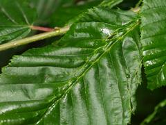 Aceria tenella