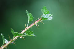 Ribes aciculare