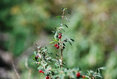 Lonicera microphylla