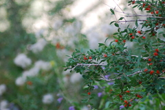 Lonicera microphylla