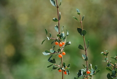 Lonicera microphylla