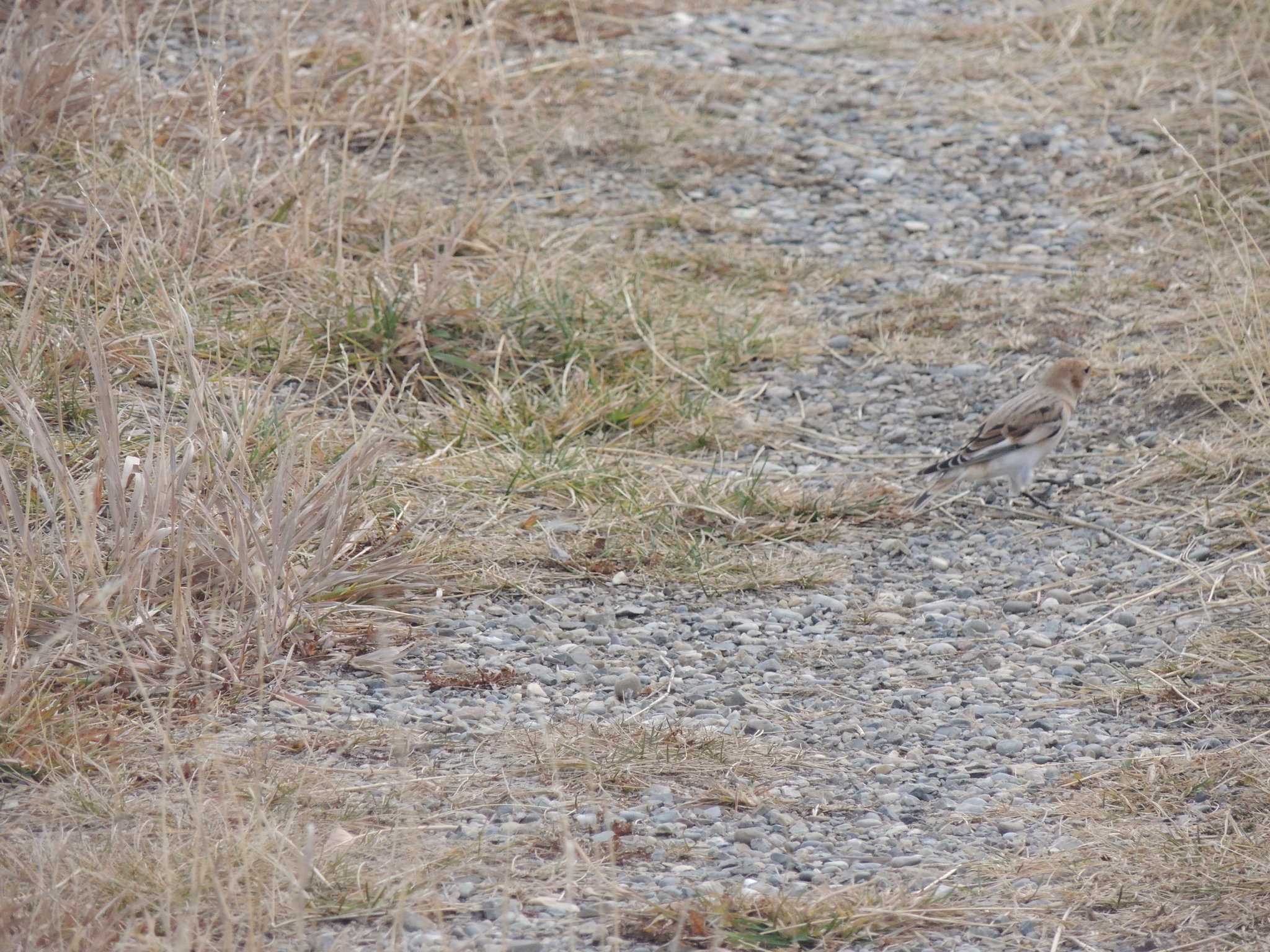 Snow Bunting