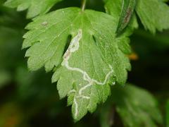 Phytomyza ranunculi