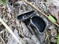 Helvella corium