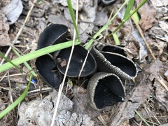 Helvella corium