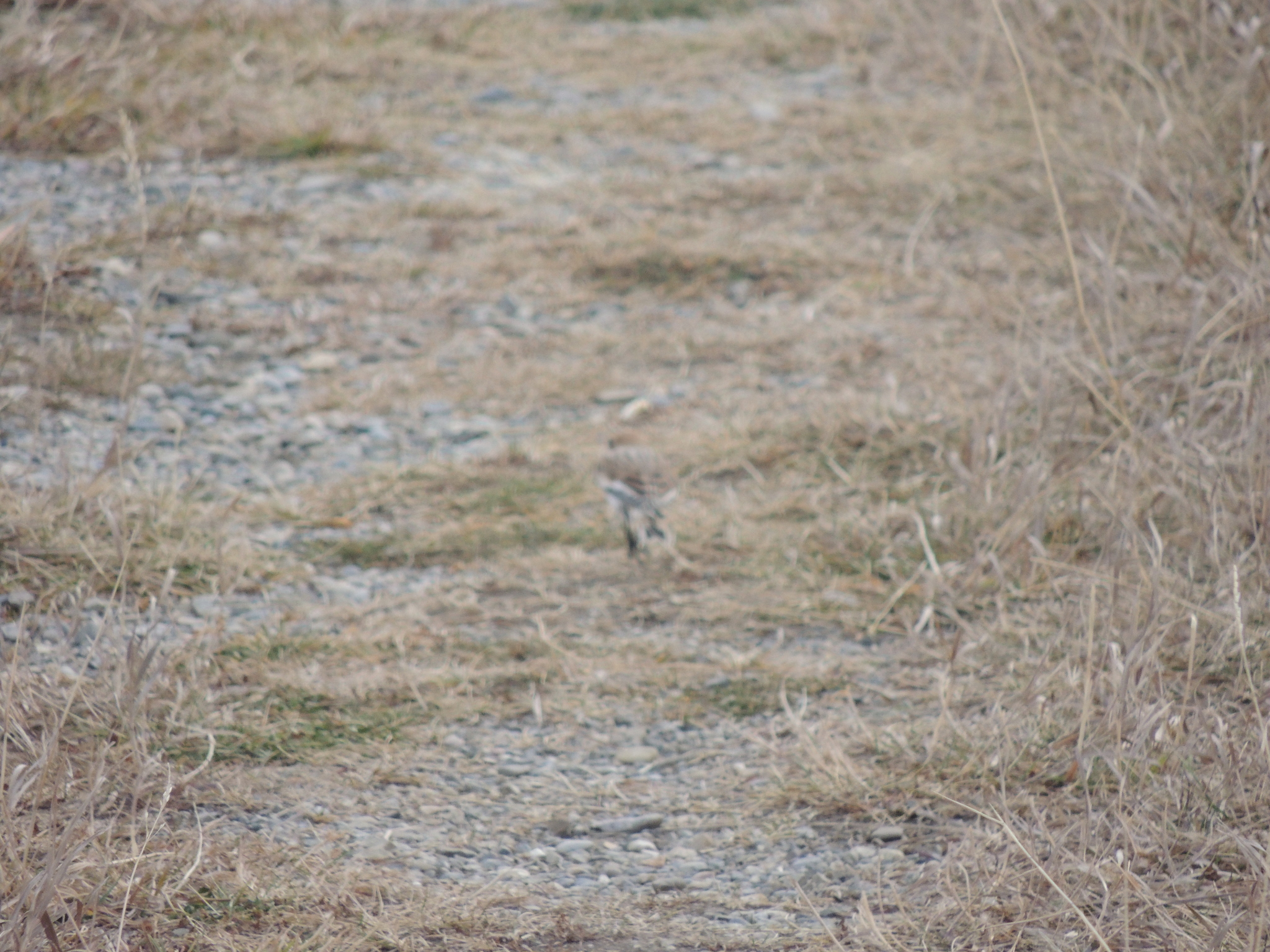 Snow Bunting