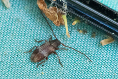 Exocentrus lusitanus