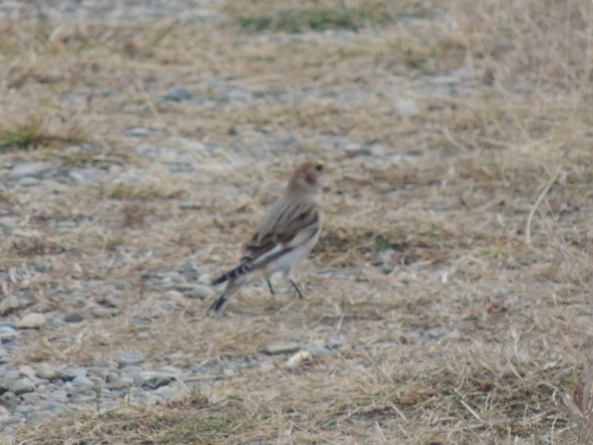 Snow Bunting