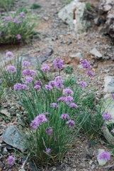 Allium polyrhizum