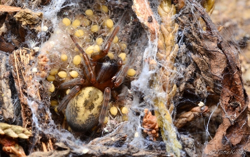 Lace-Weaver Spider, Upton St Leonards, Gloucester GL4, UK, photo 6 of 10