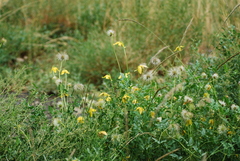 Clematis fruticosa