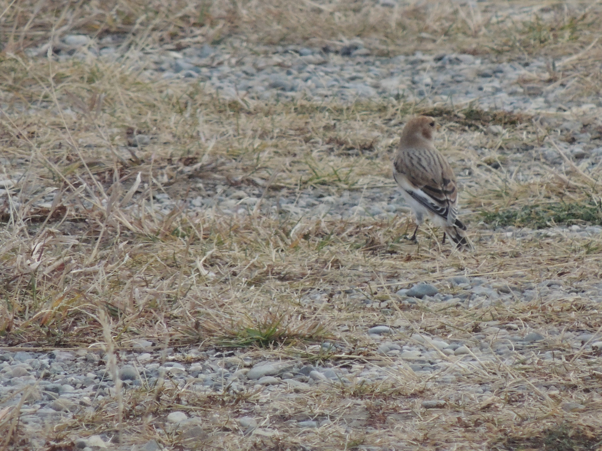 Snow Bunting