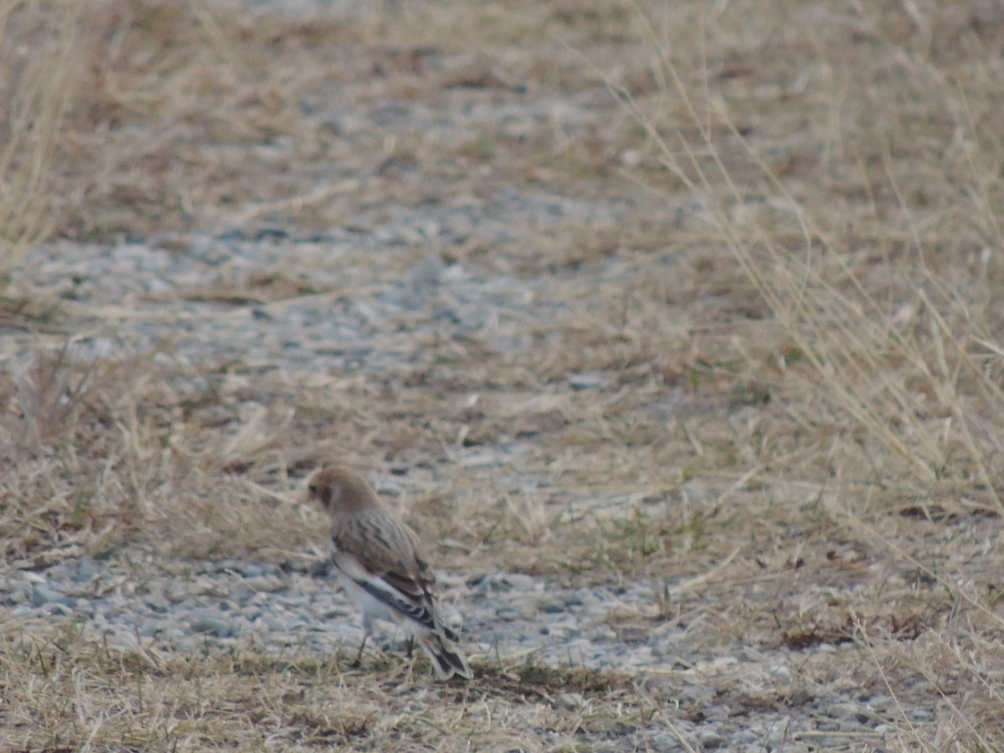 Snow Bunting
