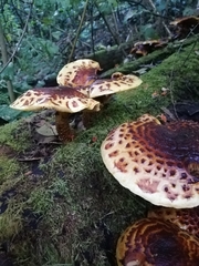 Pholiota glutinosa