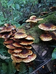 Pholiota glutinosa