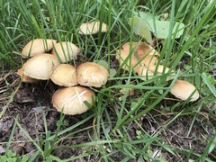 Agrocybe