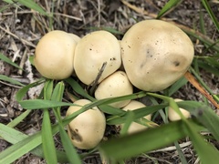 Agrocybe
