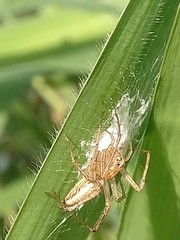 Oxyopes javanus