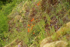 Castilleja hispida