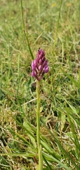 Anacamptis pyramidalis