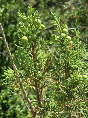 Juniperus phoenicea