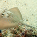 Coral Sea Maskray - Photo (c) Gina, some rights reserved (CC BY-NC), uploaded by Gina
