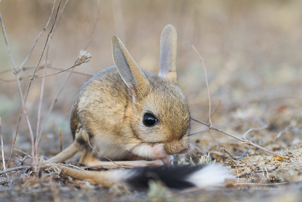 Small Five-toed Jerboa from Kurshim District, 070000, Kasachstan on ...