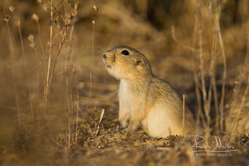 Brandt's Ground Squirrel (Spermophilus brevicauda) — Least Concern Mammalia