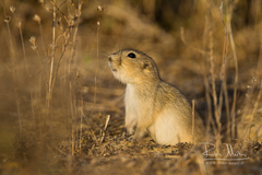 Spermophilus brevicauda