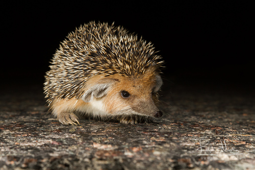 Long-eared Hedgehog