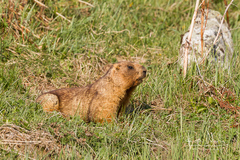 Marmota baibacina