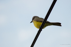 Tyrannus melancholicus